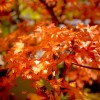 京都哲学の道・永観堂へ紅葉を見に行ってきました！