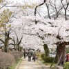 哲学の道の桜を楽しむおすすめのコース！【京都桜】