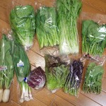 高知県香美市からふるさと納税の季節の無農薬野菜セットが届きました！