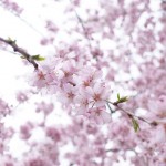奈良桜の名所「又兵衛桜」へお花見バスツアーへ行って来ました！