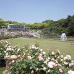 神戸市の須磨離宮公園にあるバラ園へ行って来ました！