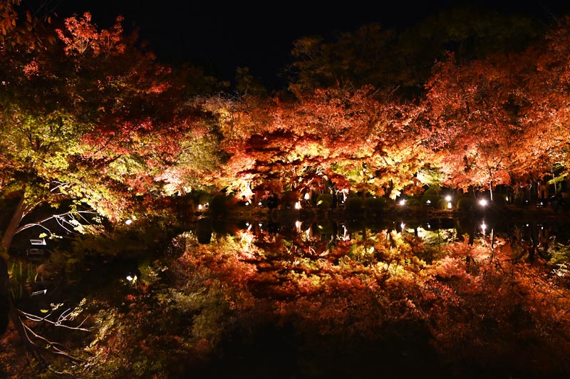 東寺の紅葉ライトアップ