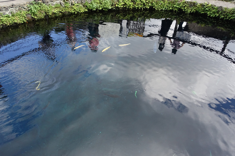 忍野八海を代表する透明度の高い「湧池」