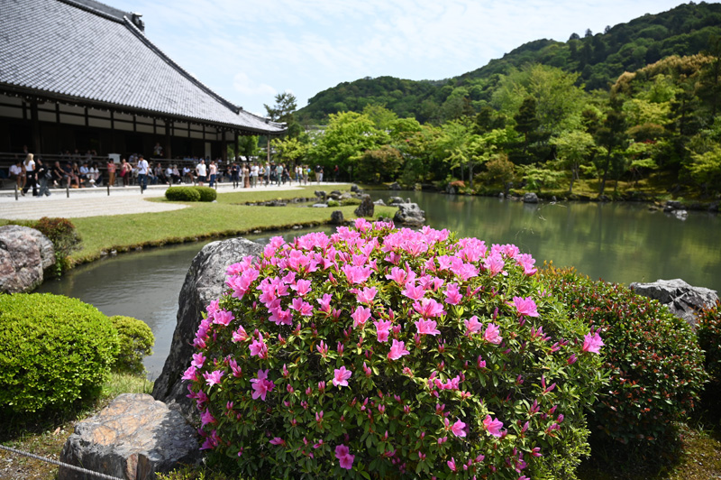 天龍寺の庭園に咲くツツジ