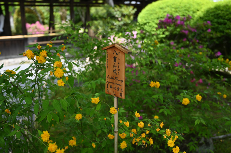天龍寺で咲いていた八重山吹