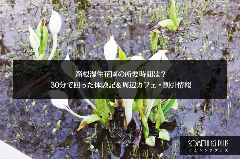 箱根湿生花園の所要時間は？30分で回った体験記＆周辺カフェ・割引情報