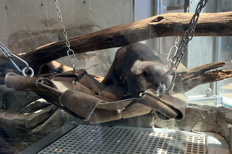 アトアのカワウソ
